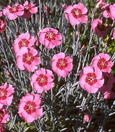 dianthus alwoodii alpinus 